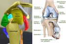           Einfache Anatomie  von  Schulter   und Knie